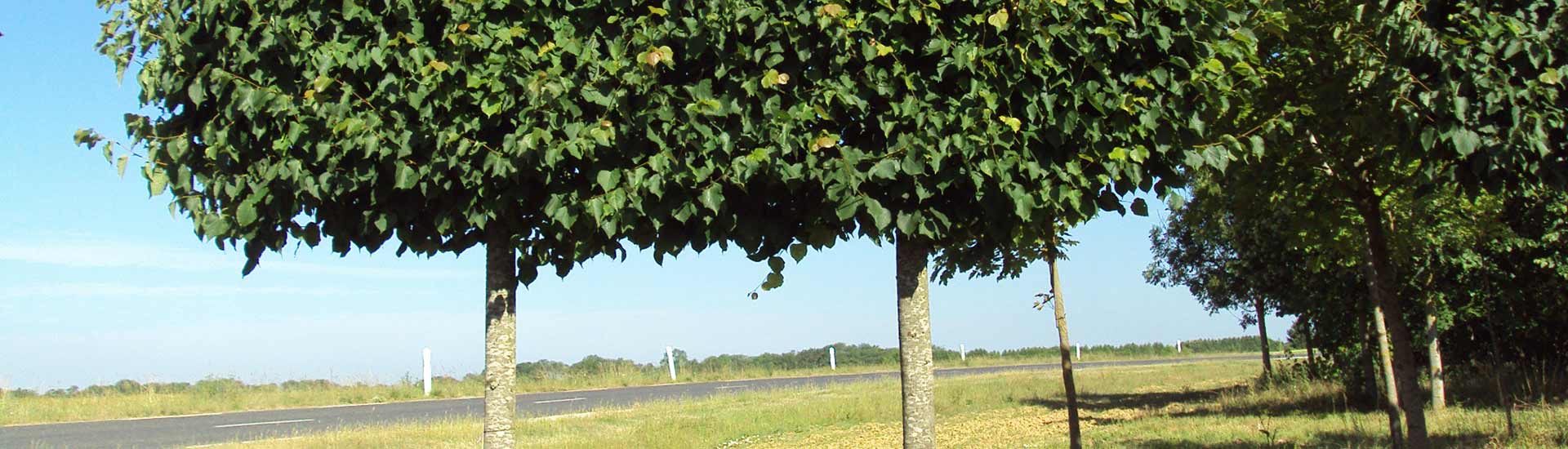 marronniers, bouleaux, hêtres, liquidambar