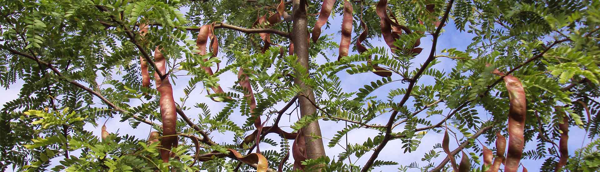 arbres d’ornement (érable, bouleau, tilleul, acacia…) conifères (sapin, cèdre…) dans l'Aisne (02), l’Oise (60) et la Marne (51)