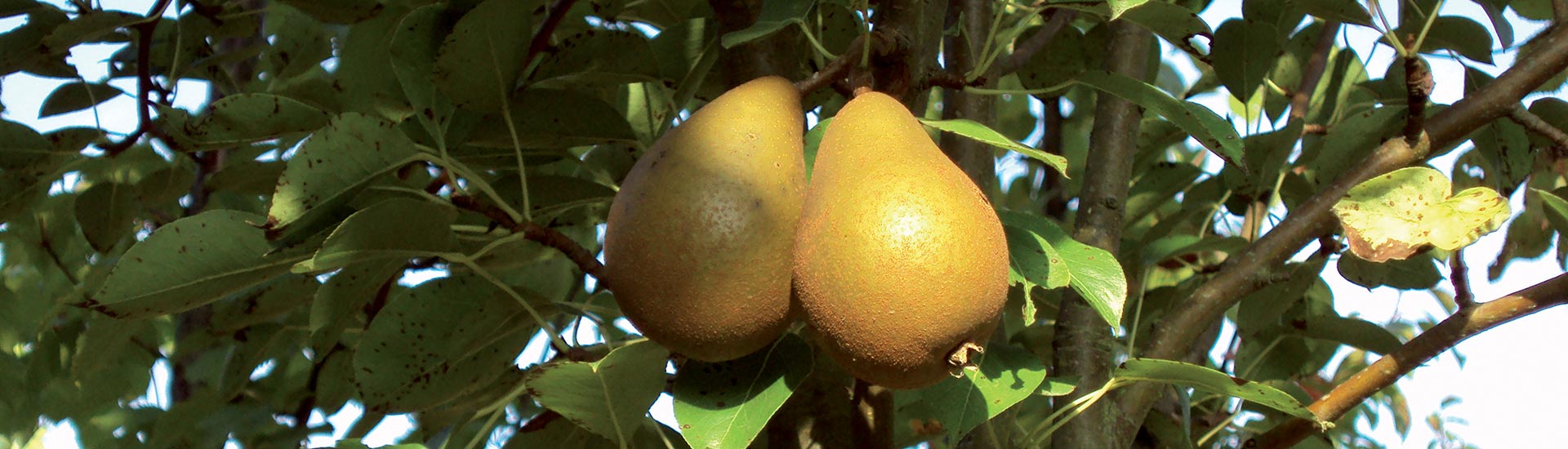 arbres fruitiers (cerisiers, pruniers, pommiers, pommiers cidre, abricotiers, poiriers…) dans l'Aisne (02), l’Oise (60) et la Marne (51)