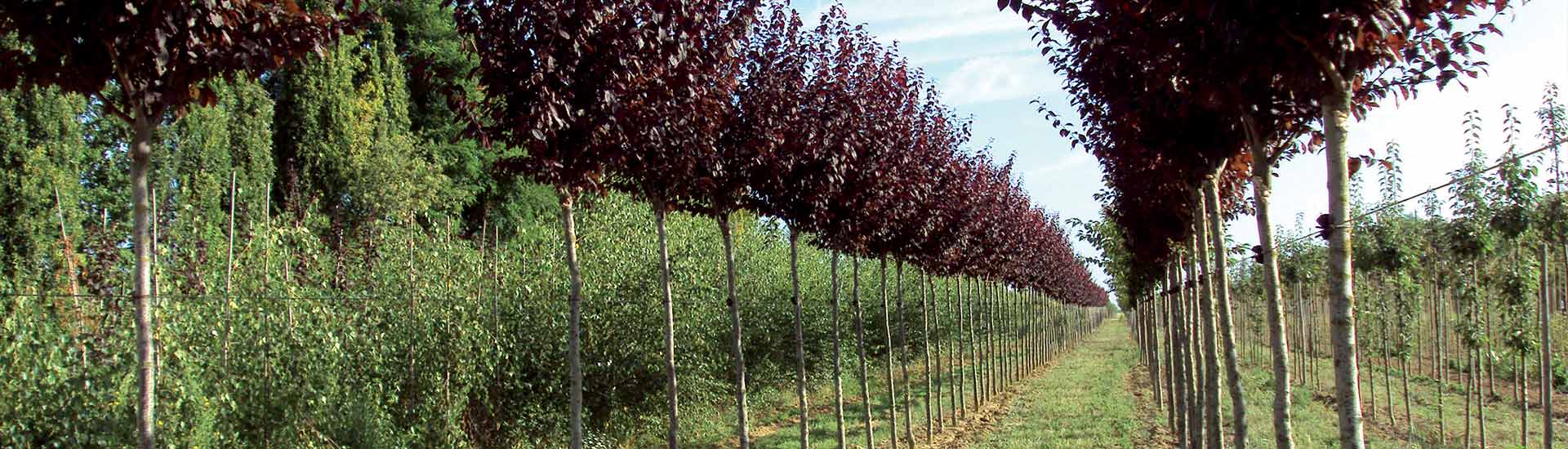 arbustes (berberis, lilas, hibiscus…) dans l'Aisne (02), l’Oise (60) et la Marne (51)