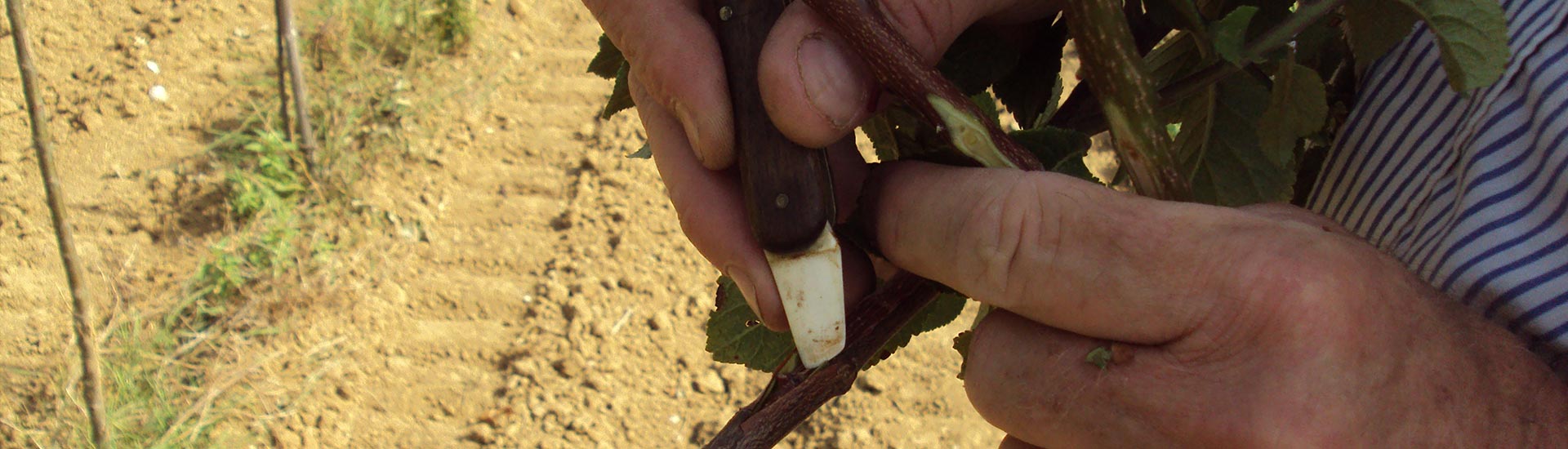 Vente d’arbres fruitiers (cerisiers, pruniers, pommiers, pommiers cidre, abricotiers, poirier) dans la Marne (51)