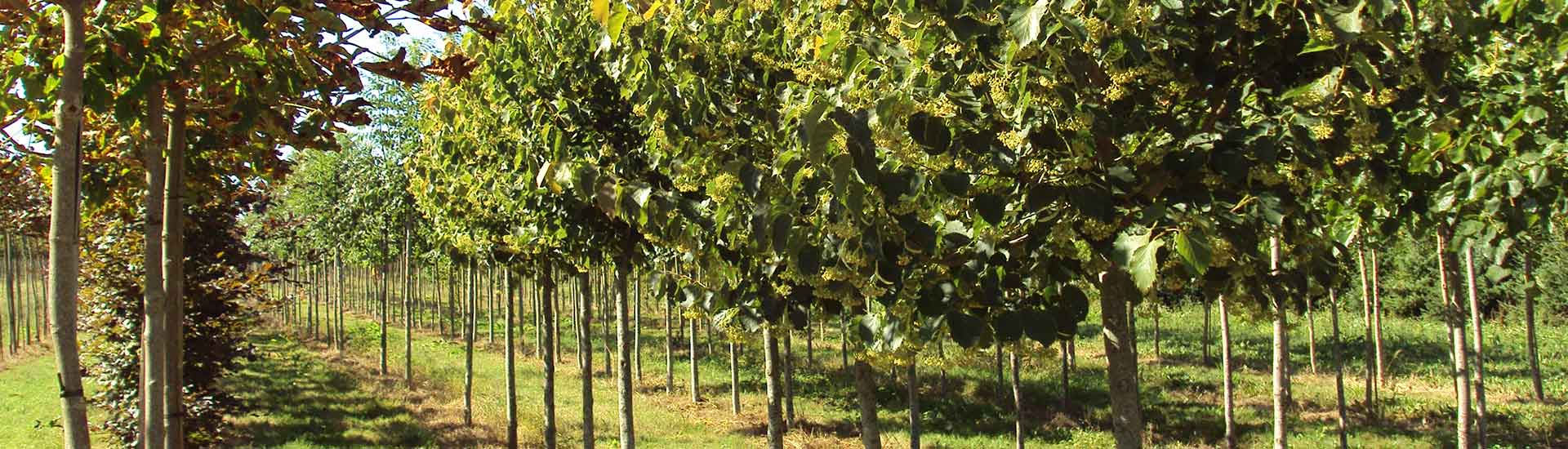 arbres de grandes tailles dans l'Aisne(02), l’Oise (60) et la Marne (51)