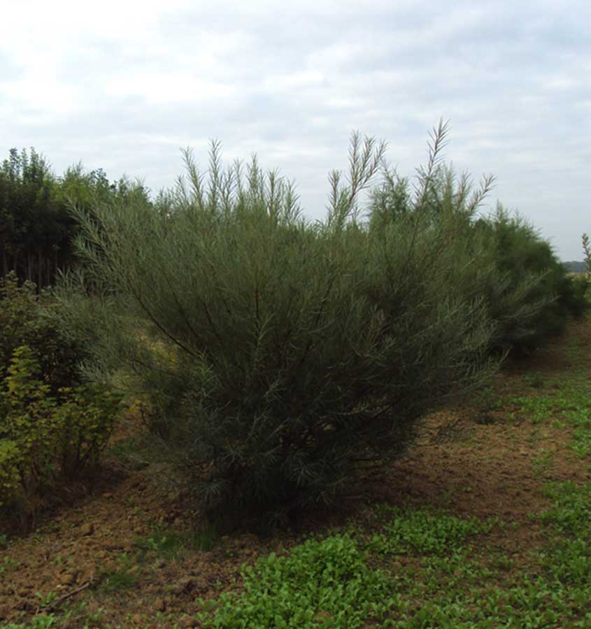 Salix Rosmarinifolia