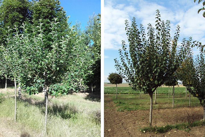 Réserver vos arbres fruitiers