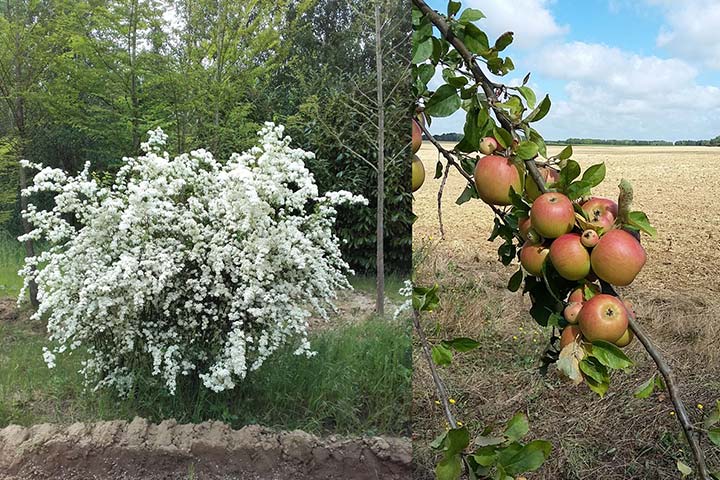 Fête du printemps aux pépinières de Violaine