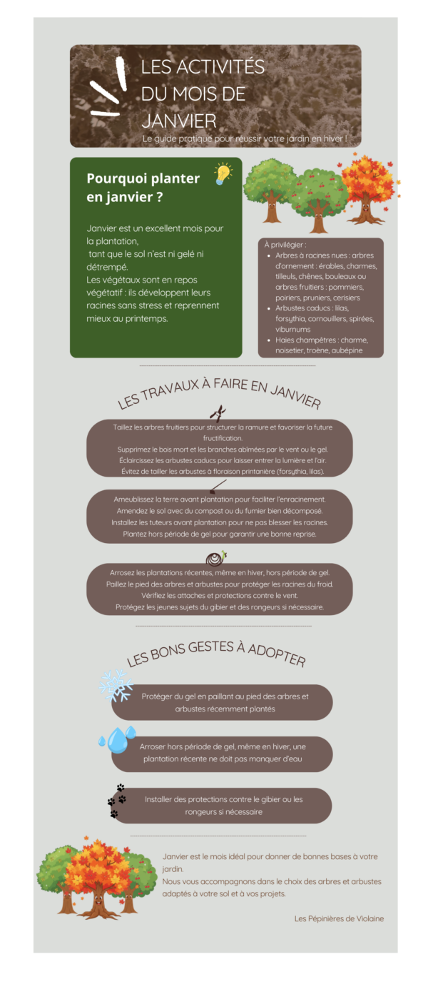 Guide d'hiver de vos arbres